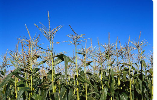 Iowa Farm